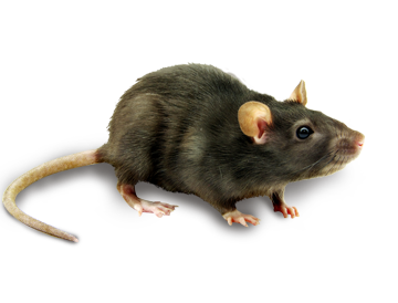 rat_mouse_PNG23540.png