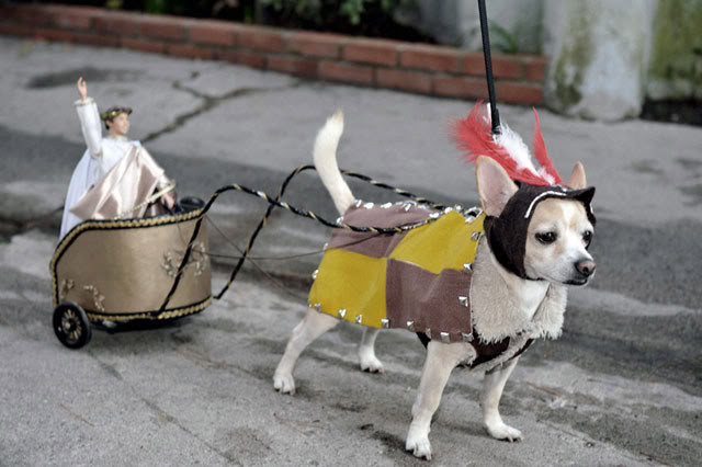 1-gladiator-dog.jpg