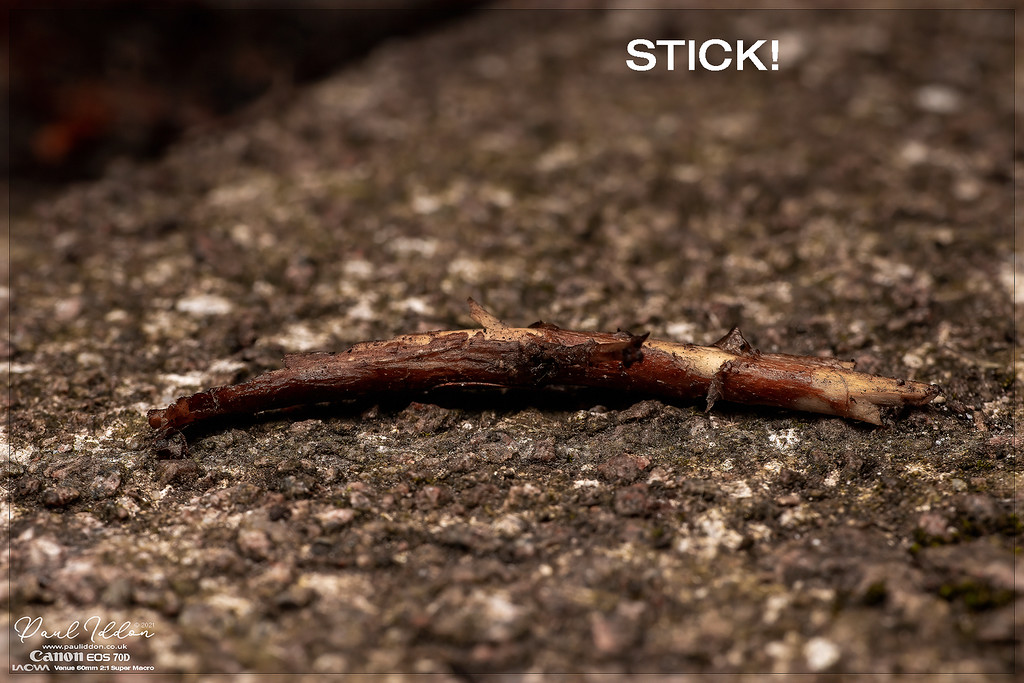 A_stick1_4k_1800-XL.jpg