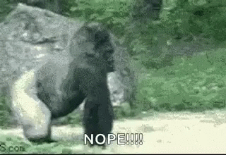 nope-gorilla.gif