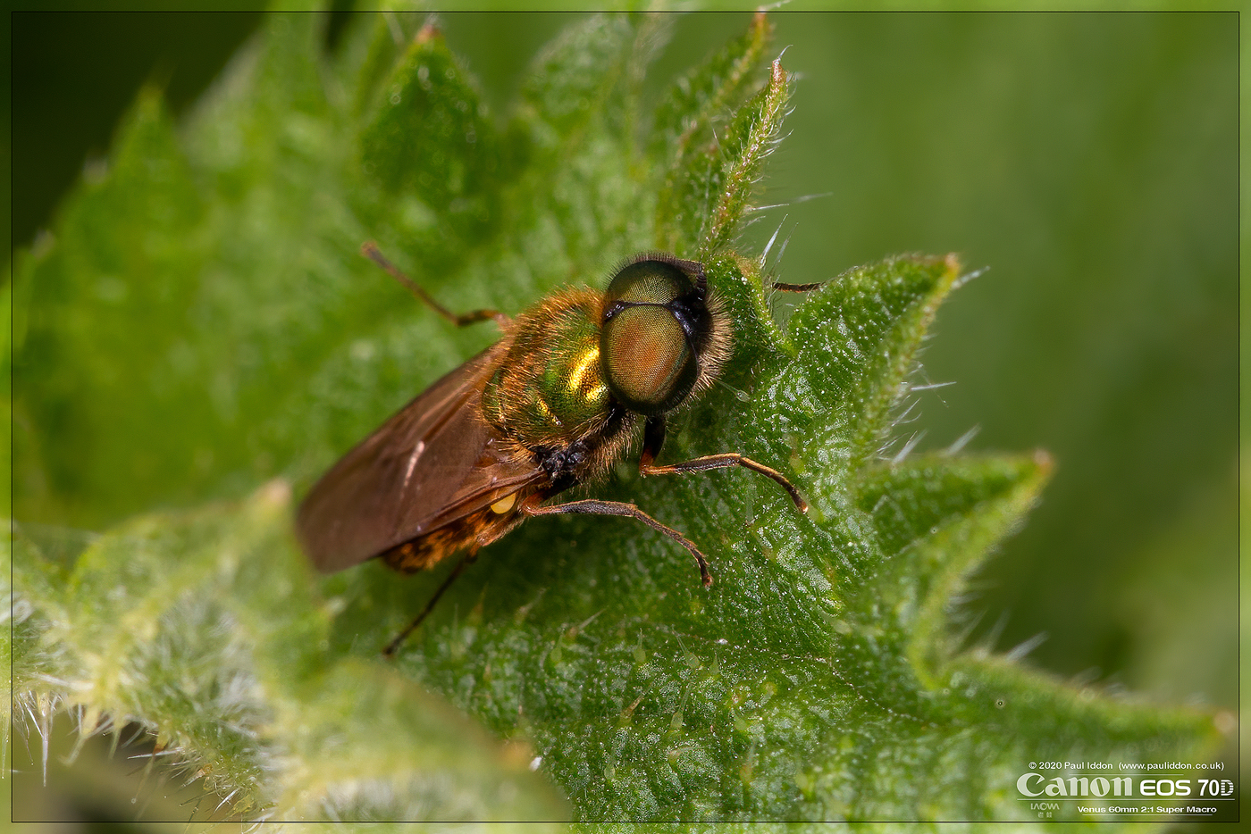 soldier_fly.jpg