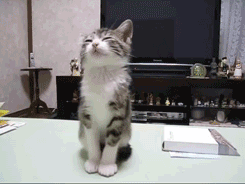 tumblr_mljhy7wOEk1r99fqvo1_250.gif
