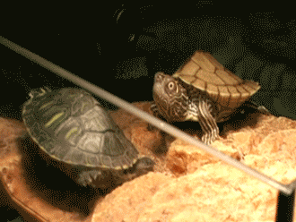 tumblr_mcmvntp15r1rjt3dco1_400.gif