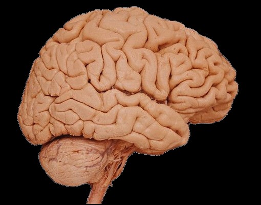 human-brain.jpg