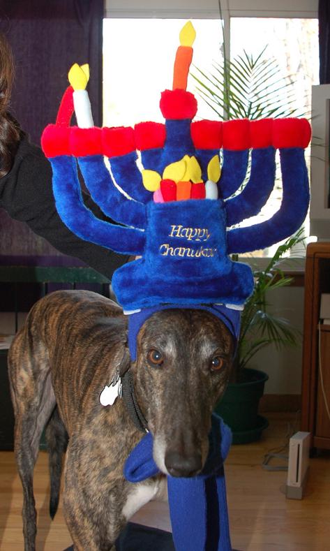 dog-hanukah.jpg