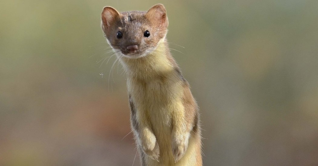 14weasels-web-facebookJumbo.jpg