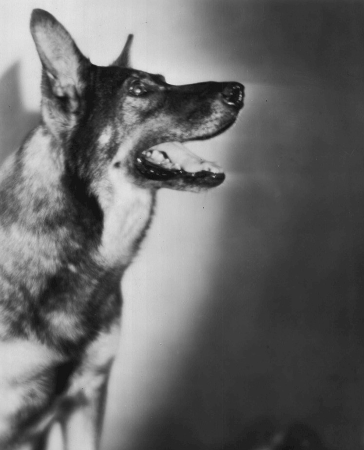 Rin_Tin_Tin_1929.JPG