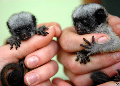 _44360550_tamarins_pa.jpg