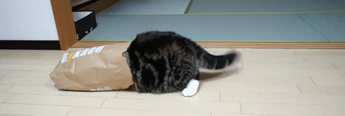 giphy.gif