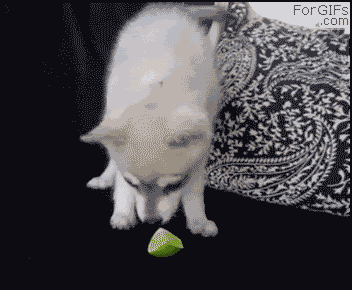 1326618109420.gif