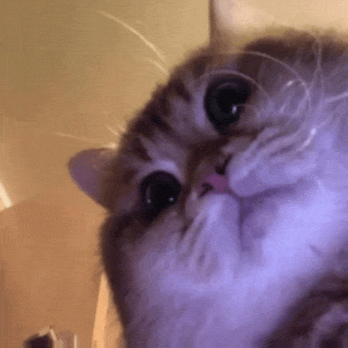fat-cat-gif-4.gif