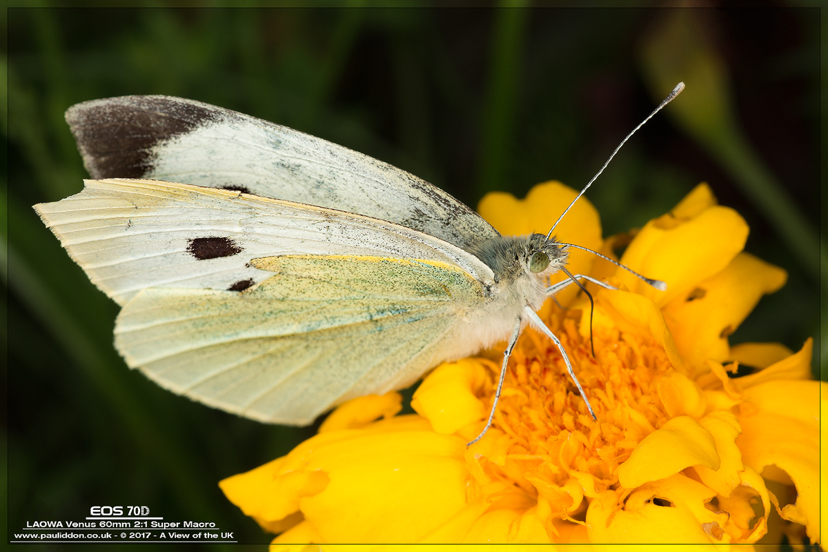 800smallwhite1700.jpg