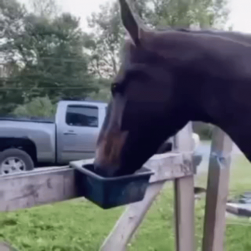 horse-eating.gif
