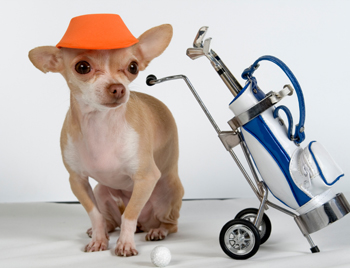 dog-with-clubs.jpg