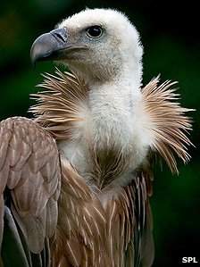 _50670639_vulture_spl224.jpg