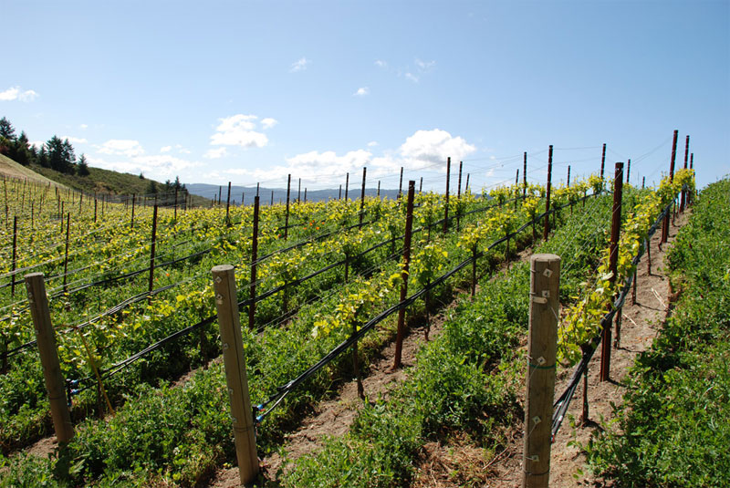 viticulture2_lg.jpg