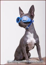 blue-chihuahua.jpg