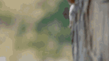 loop-arnold.gif