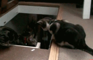 fYPzq.gif