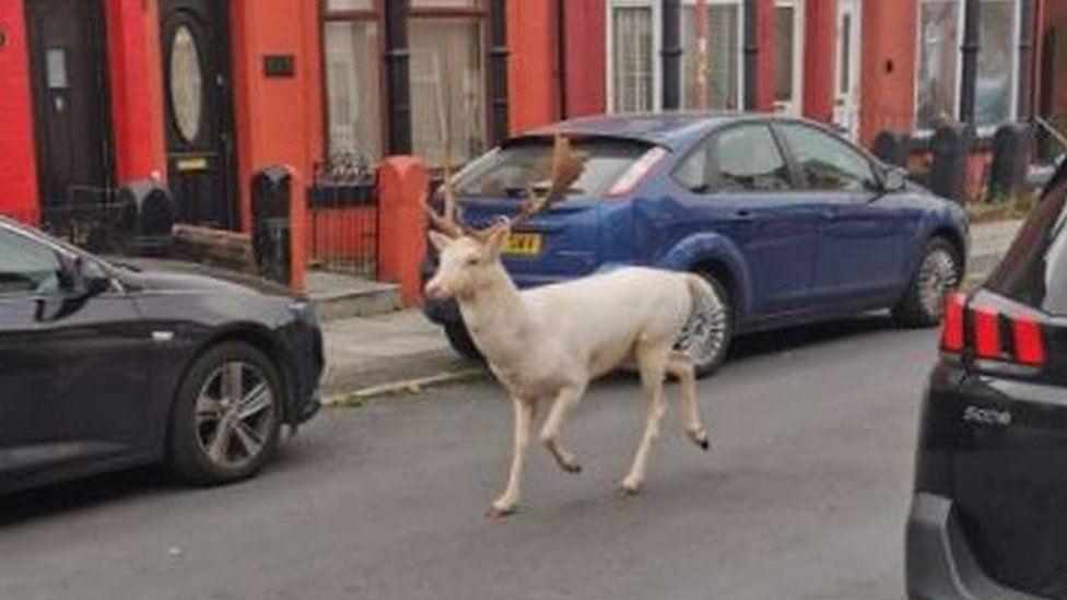 _120719472_deer_garethsullivan.jpg