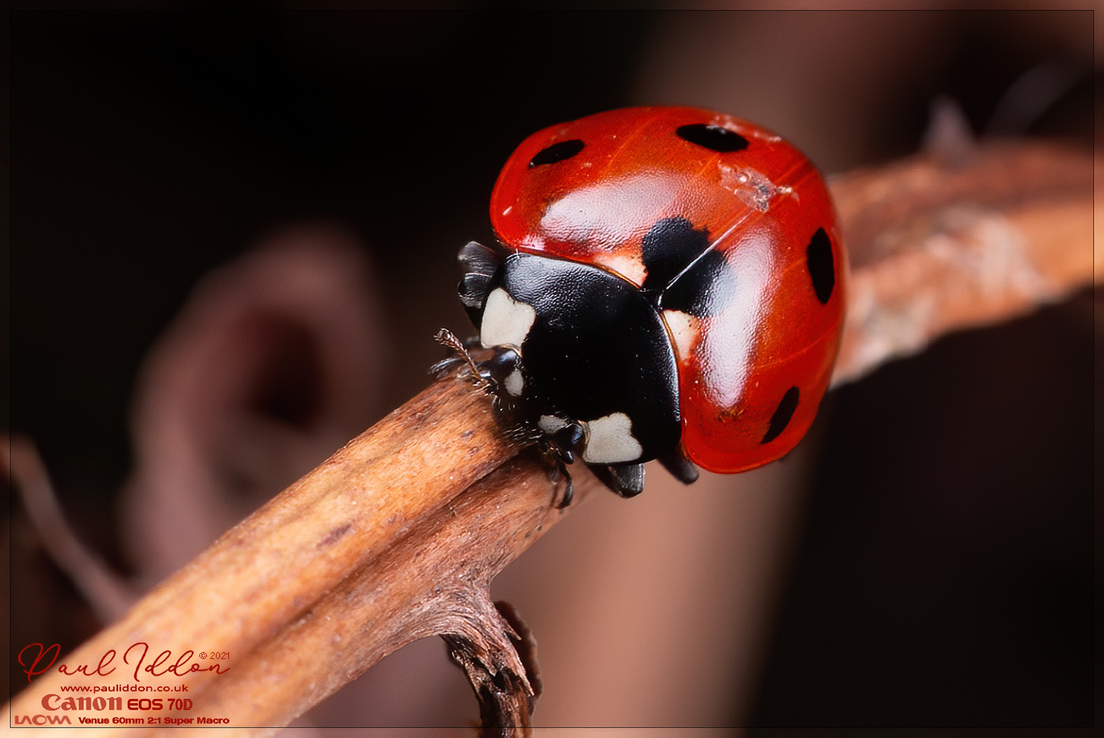 lady_on_stalk03-X3.jpg