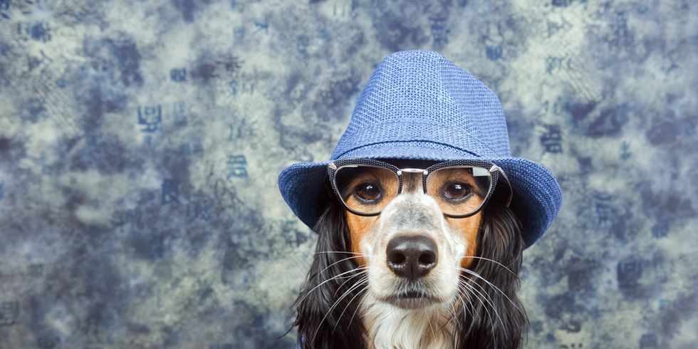54eba5dd58fdf_-_dog-wearing-costume.jpg