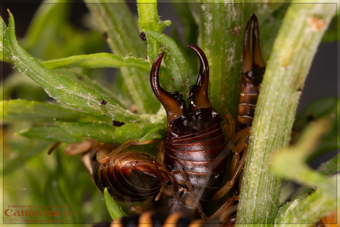 pincers.jpg