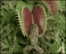 tenor.gif