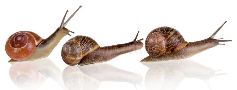 three-snails-10552951.jpg