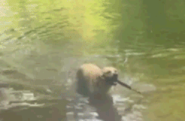 Dog-1.gif