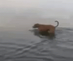 dog-scared.gif