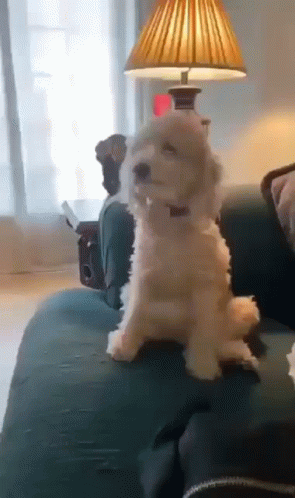 happy-dog-good-boy.gif