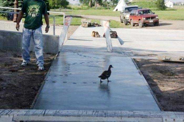 313079,xcitefun-duck-walks-on-wet-concrete.jpg