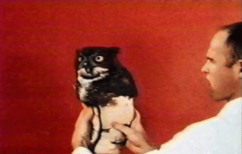 tumblr_mrk3ynrJNT1qa3umpo2_r1_500.gif