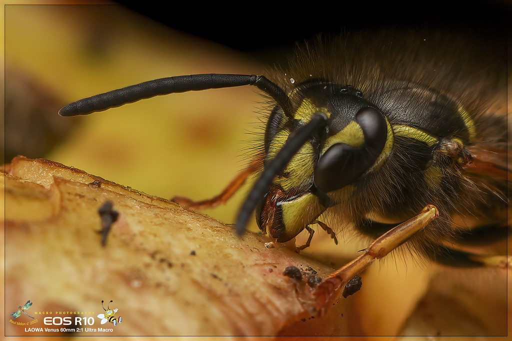 wasp_08_c-XL.jpg
