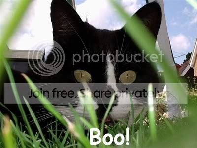 Catzilla.jpg