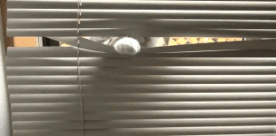 maru-peeking-on-you