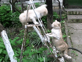 200.gif