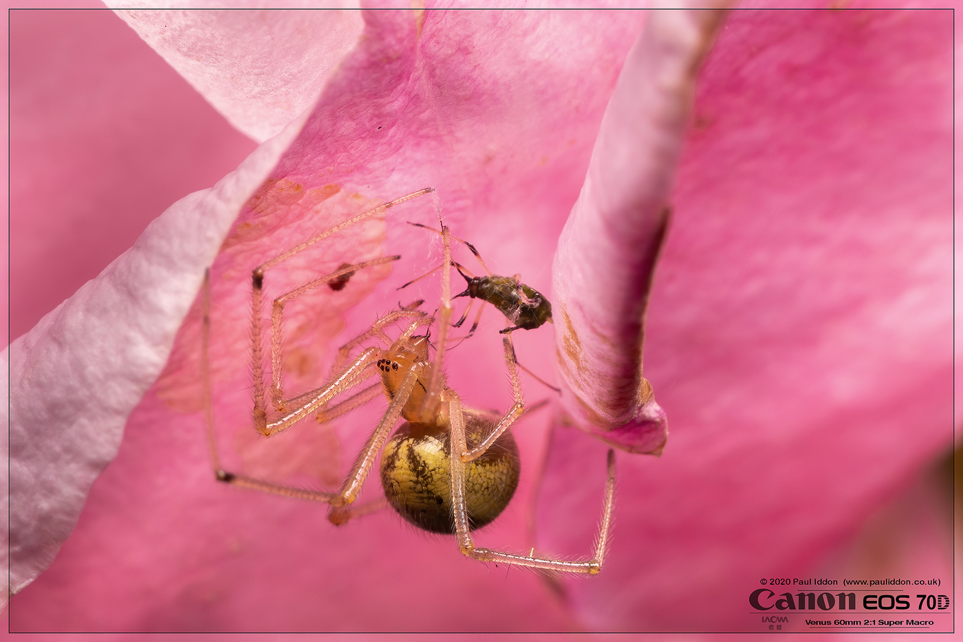 spder_aphid.jpg