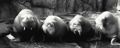tumblr_lrjzl2uUGi1qzi80do1_500.gif