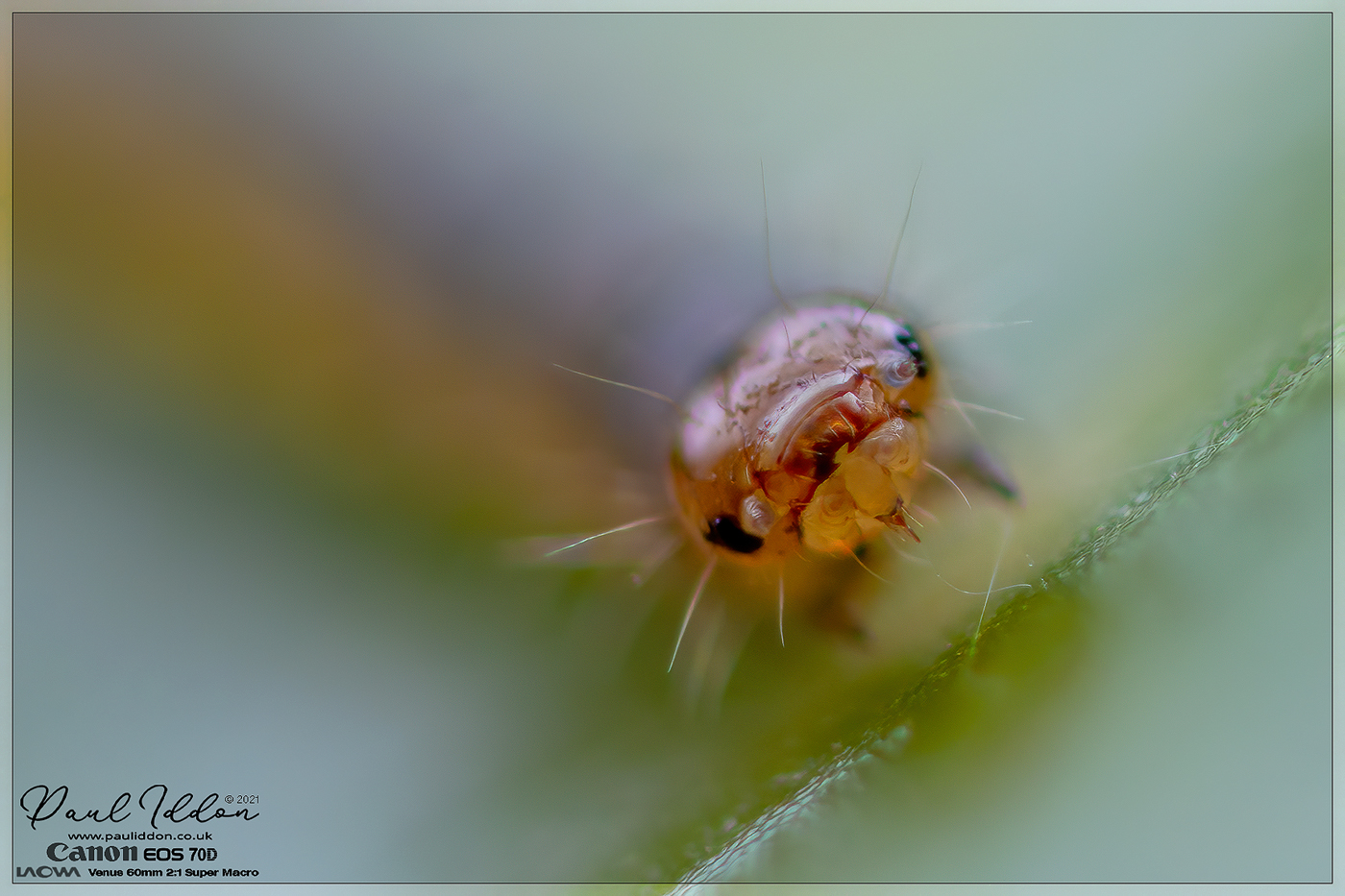 s_pillar02.jpg