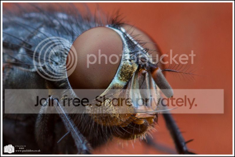 flyfenceeye.jpg