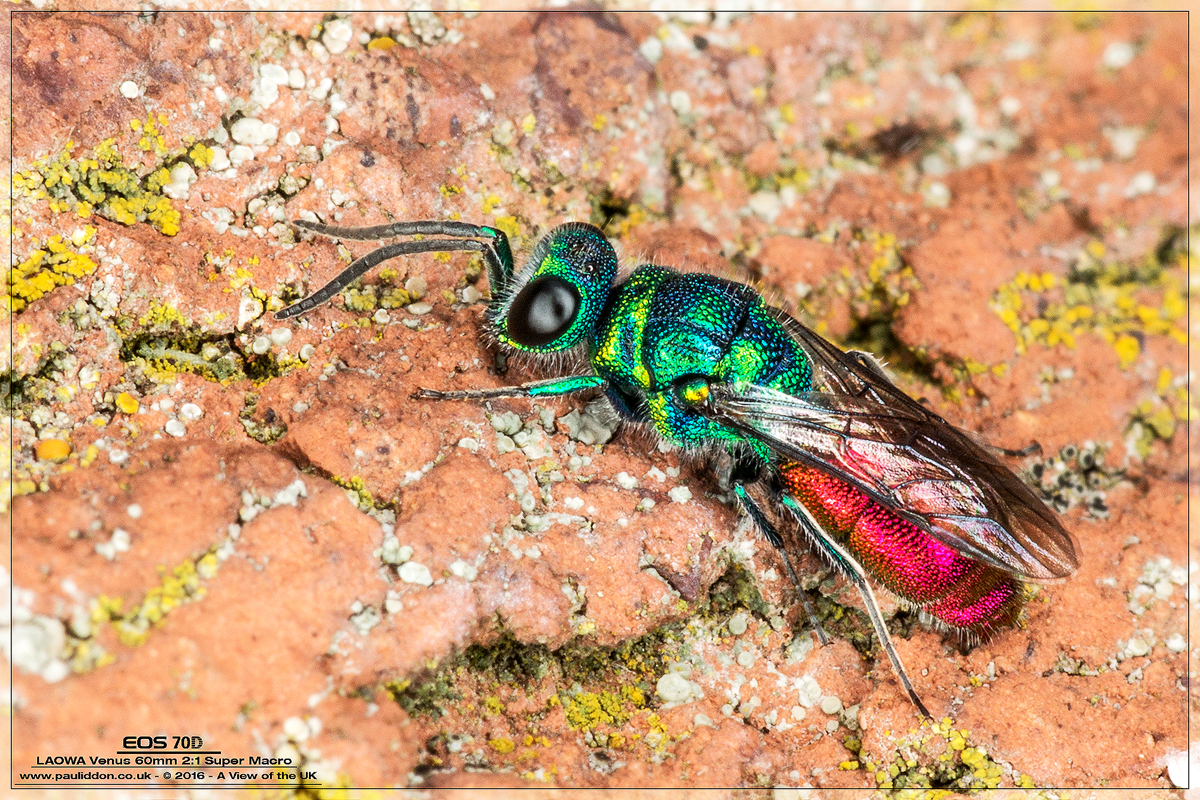 1200rubywasp.jpg