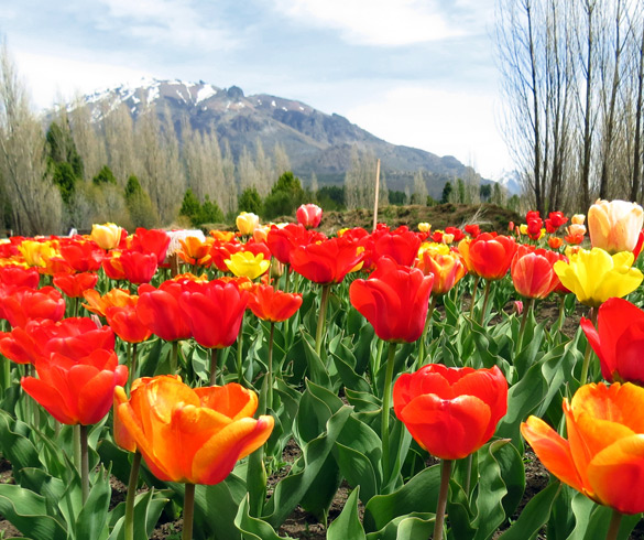 primavera-en-bariloche-01.jpg