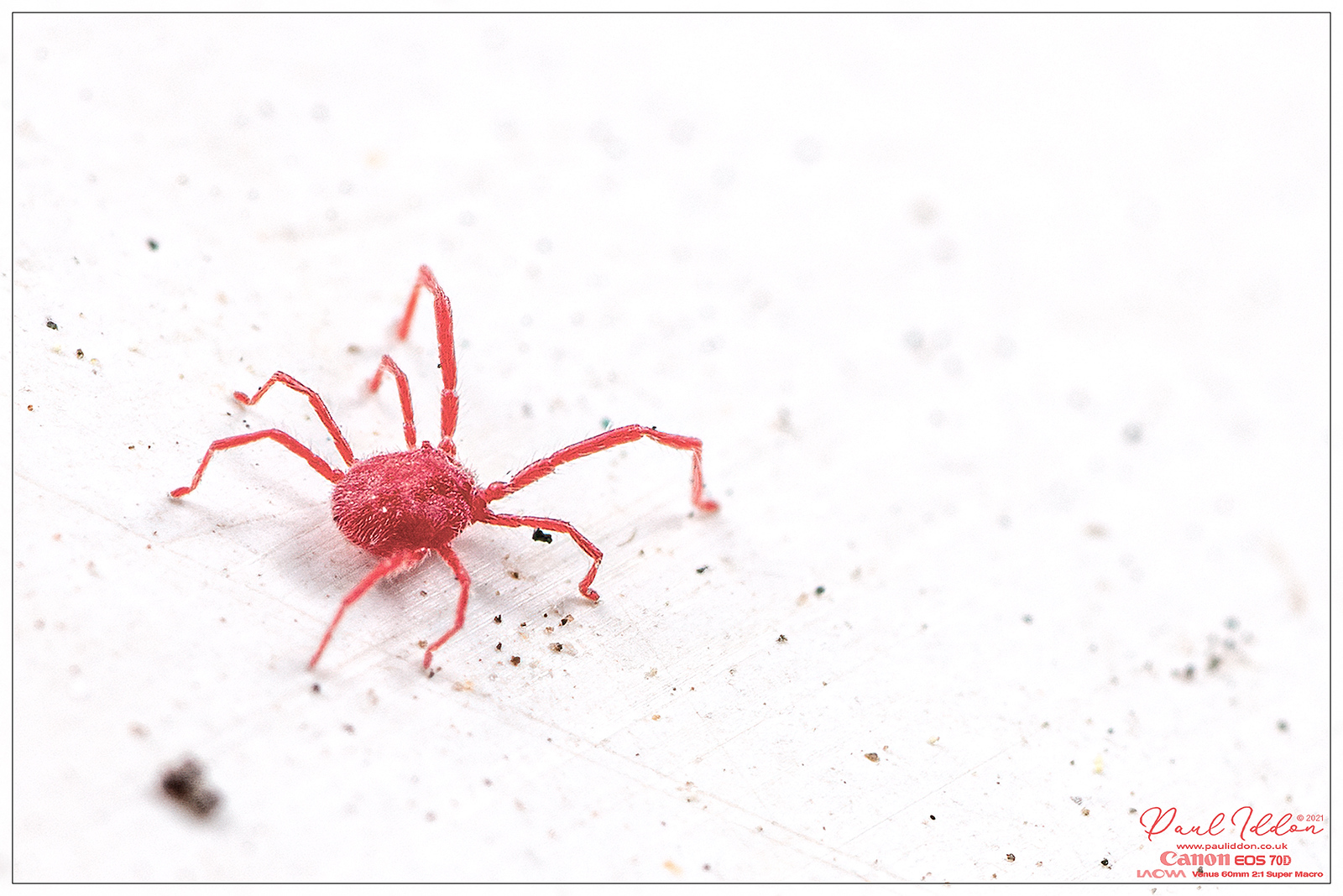 redmite1_4k_1800-X3.jpg