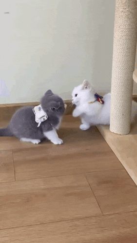 brutal-kitty-battle-kitty-battle.gif