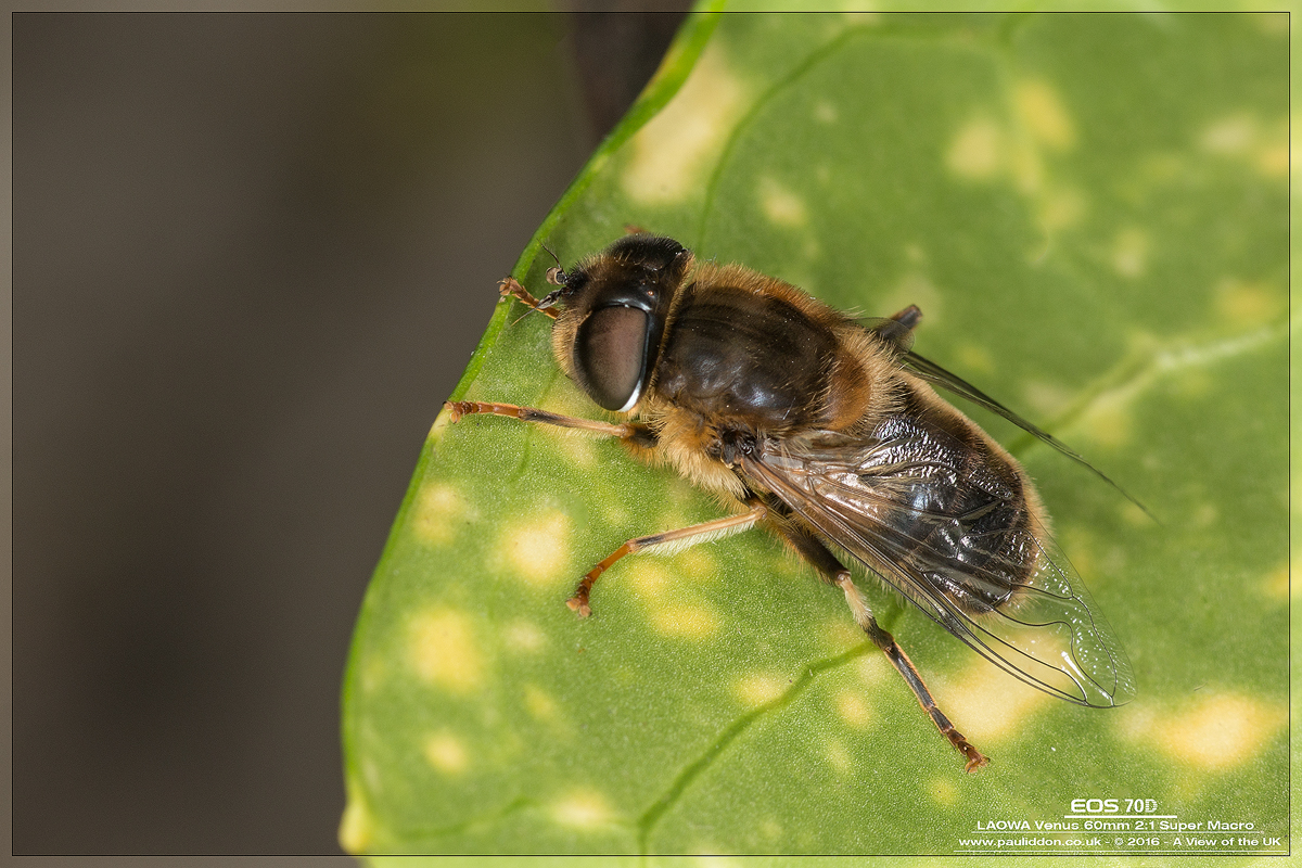 1200eristalis01.jpg