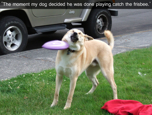 tumblr_mh03d8lHPT1qewacoo1_r1_500.jpg
