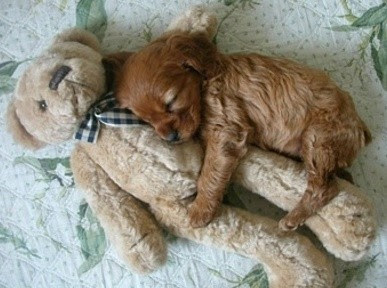 cuddle.jpg