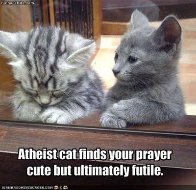 kittens.jpg